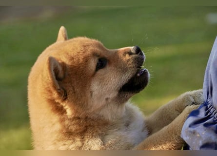 Shiba inu puppies FCI pedigree