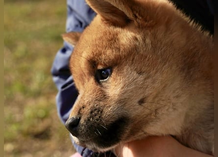 Shiba inu puppies FCI pedigree