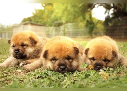 Shiba inu puppies FCI pedigree