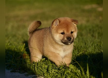 Shiba inu puppies FCI pedigree