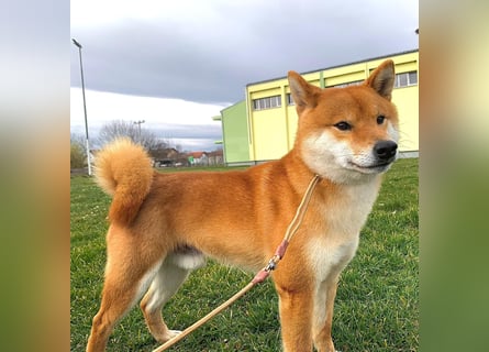 Shiba inu puppies FCI pedigree