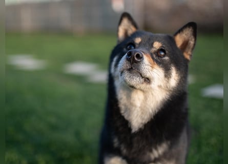 Shiba inu puppies FCI pedigree