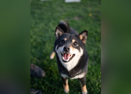 Shiba inu puppies FCI pedigree