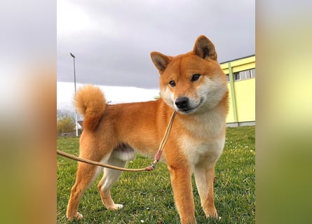 Shiba inu puppies FCI pedigree