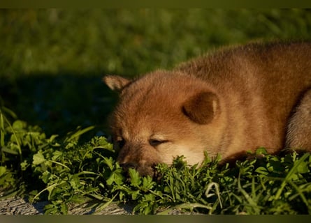 Shiba inu puppies FCI pedigree