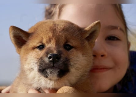 Shiba inu puppies FCI pedigree