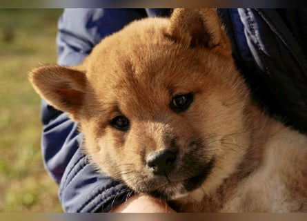 Shiba inu puppies FCI pedigree