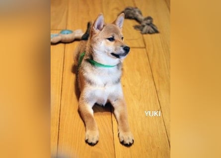 Wunderschöne Shiba-Inu-Welpen mit rotem Fell