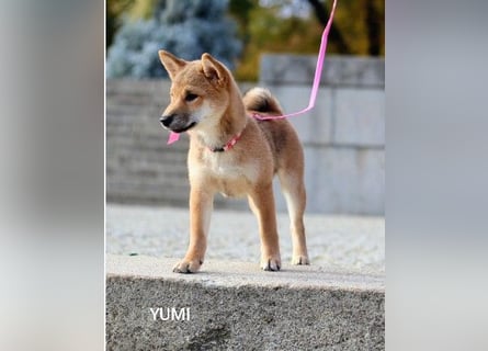 Wunderschöne Shiba-Inu-Welpen mit rotem Fell
