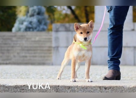 Wunderschöne Shiba-Inu-Welpen mit rotem Fell