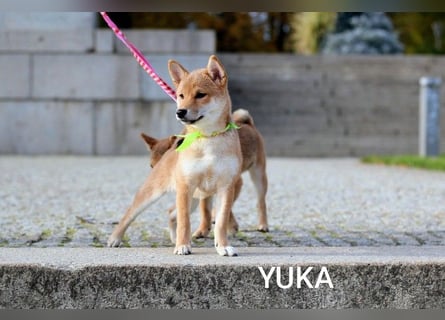 Wunderschöne Shiba-Inu-Welpen mit rotem Fell