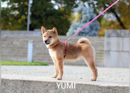 Wunderschöne Shiba-Inu-Welpen mit rotem Fell