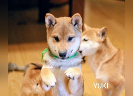 Wunderschöne Shiba-Inu-Welpen mit rotem Fell