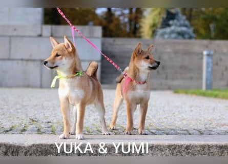 Wunderschöne Shiba-Inu-Welpen mit rotem Fell