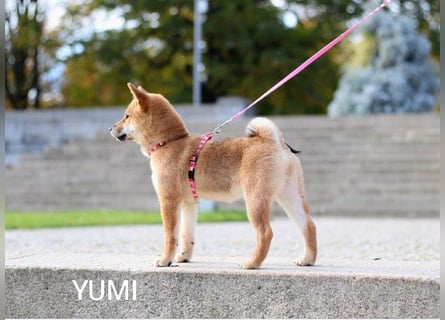 Wunderschöne Shiba-Inu-Welpen mit rotem Fell