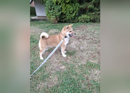 3 Reinrassige Shiba Inu Welpen (mit Ahnentafel)-Warteliste vorhanden 