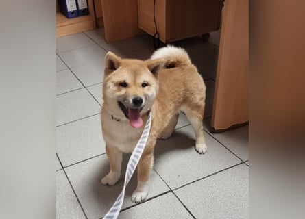 3 Reinrassige Shiba Inu Welpen (mit Ahnentafel)-Warteliste vorhanden 