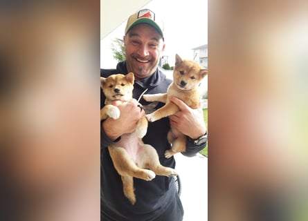 3 Reinrassige Shiba Inu Welpen (mit Ahnentafel)-Warteliste vorhanden 