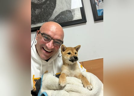 3 Reinrassige Shiba Inu Welpen (mit Ahnentafel)-Warteliste vorhanden 