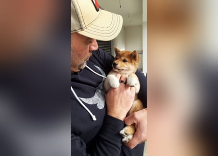 3 Reinrassige Shiba Inu Welpen (mit Ahnentafel)-Warteliste vorhanden 