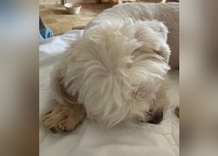 Chicco sucht seine Familie