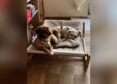 Chicco sucht ein neues Zuhause