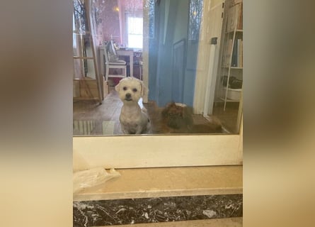 Chicco sucht seine Familie