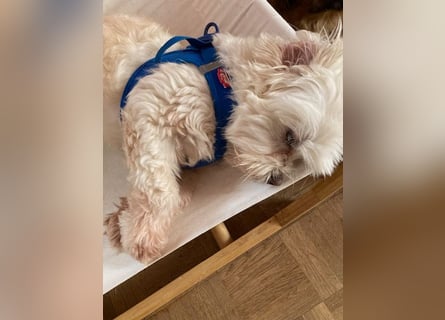 Chicco sucht sein neues Zuhause