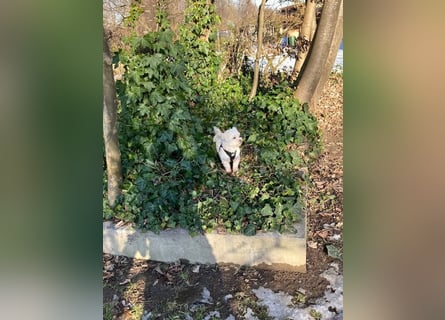 Chicco sucht sein neues Zuhause