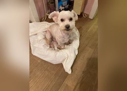 Chicco sucht sein neues Zuhause
