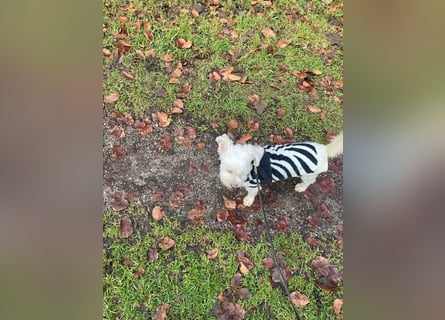 Chicco sucht ein neues Zuhause