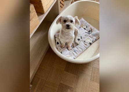 Chicco sucht sein neues Zuhause