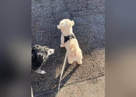 Chicco sucht sein neues Zuhause