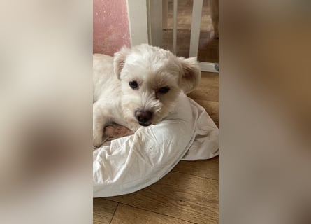 Chicco sucht sein neues Zuhause