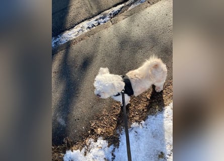 Chicco sucht sein neues Zuhause