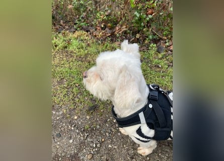 Chicco sucht ein neues Zuhause