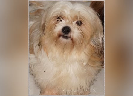 Shih Tzu Mixies