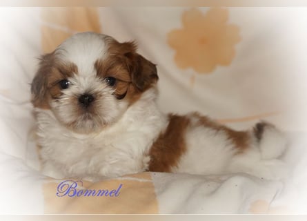 Shih Tzu Mixies