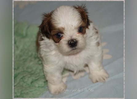 Shih Tzu Mixies
