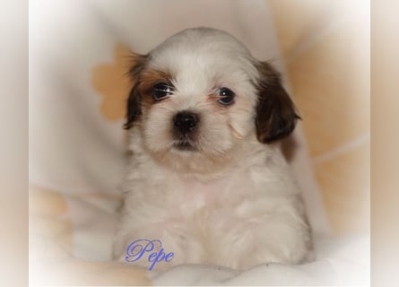 Shih Tzu Mixies