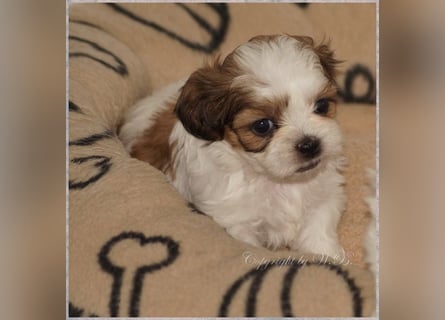 Shih Tzu Mixies