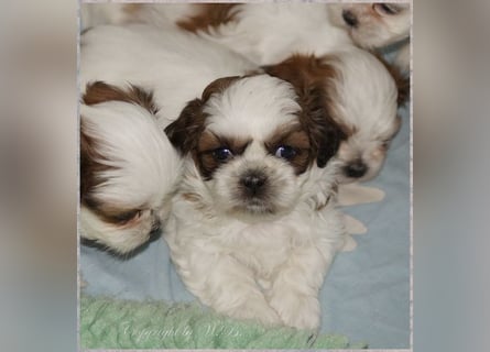 Shih Tzu Mixies
