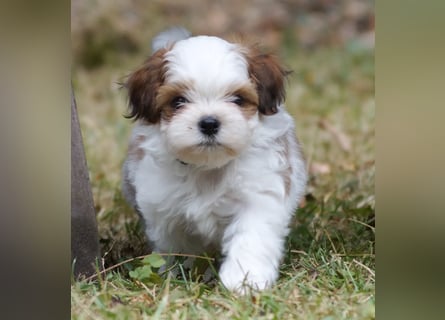 Shih Tzu Mixies