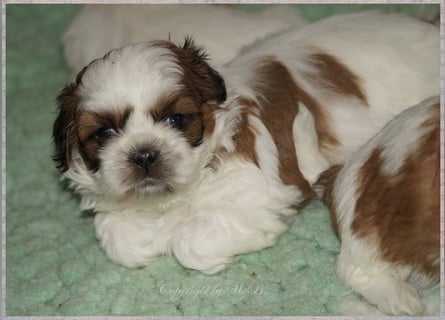 Shih Tzu Mixies