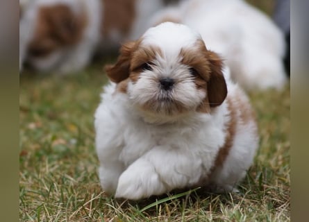 Shih Tzu Mixies