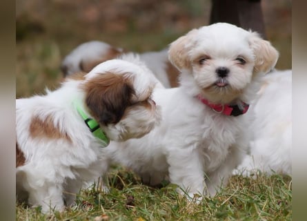 Shih Tzu Mixies