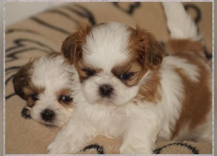 Shih Tzu Mixies