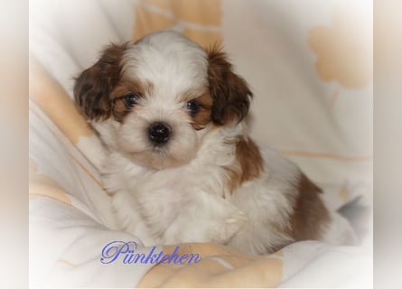 Shih Tzu Mixies
