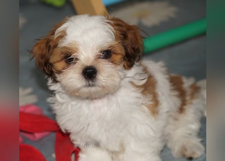 Shih Tzu Mixies