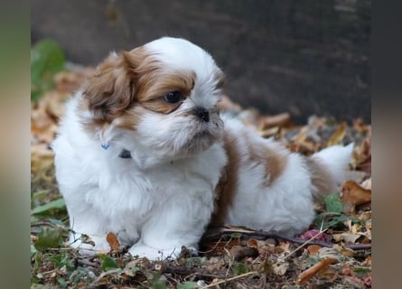 Shih Tzu Mixies